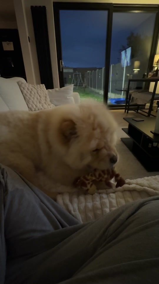TikTok video thumbnail by otisthechowchow