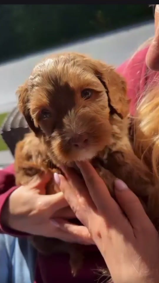 TikTok video thumbnail by silvydebie