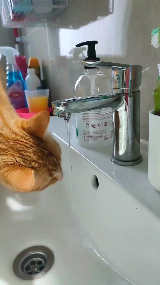 TikTok video thumbnail by _animals_house_tv