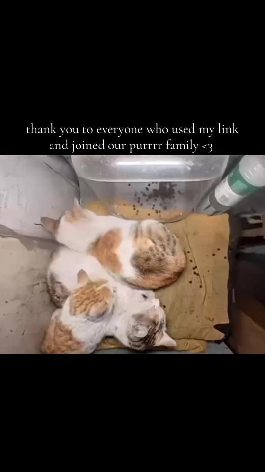 TikTok video thumbnail by jooooyie