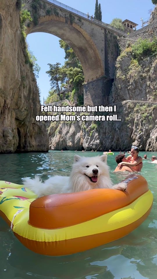 TikTok video thumbnail by wanderlust_samoyed