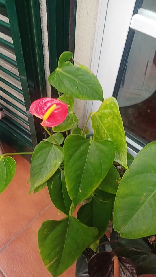 TikTok video thumbnail by mariacarmo980