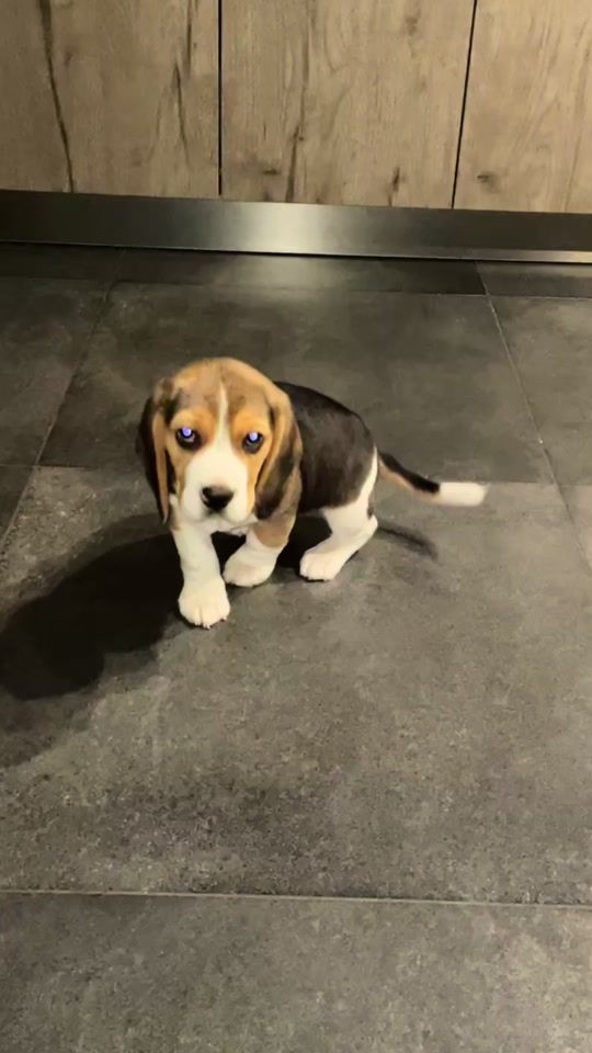 TikTok video thumbnail by pepperthebeagle0