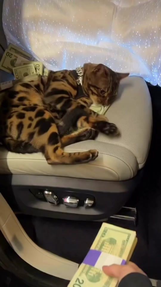 TikTok video thumbnail by sultan.6536