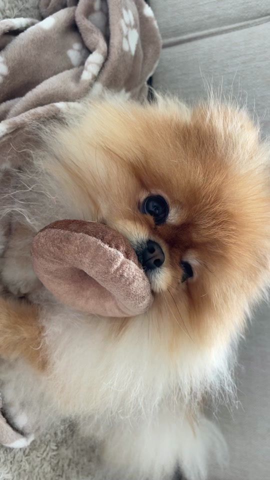 TikTok video thumbnail by teddyfluffattack