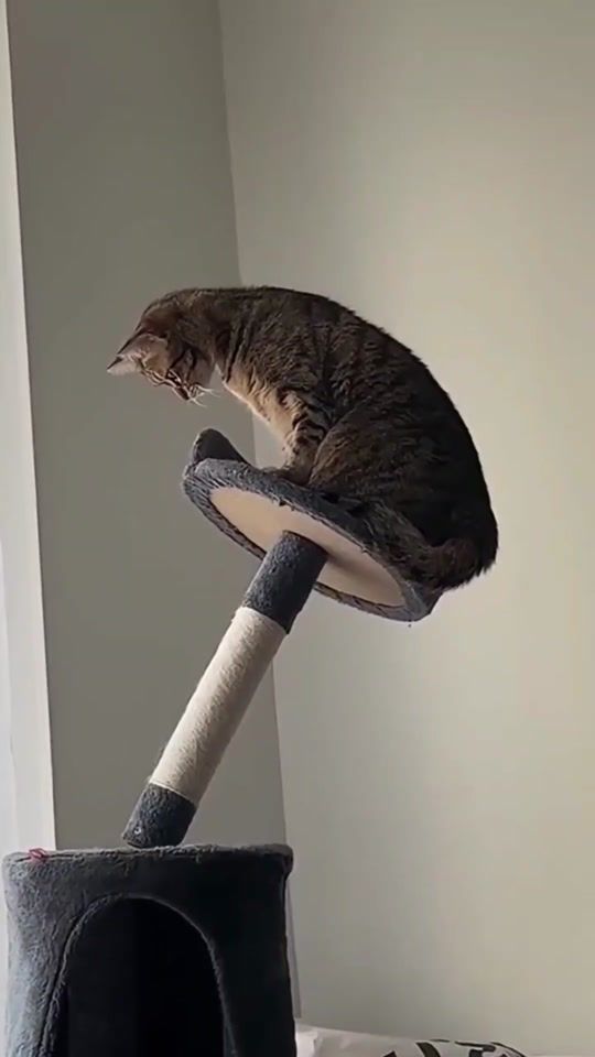 TikTok video thumbnail by starpet383