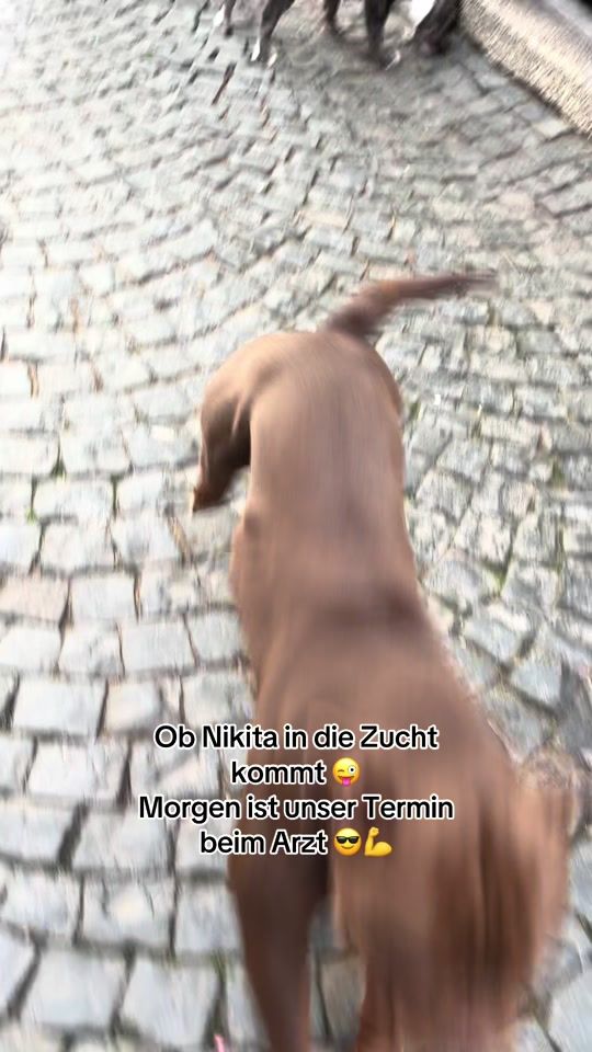 TikTok video thumbnail by teambulldoggen