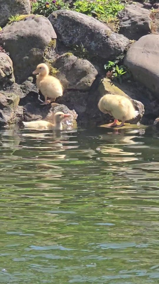 TikTok video thumbnail by daily.doses.ducks