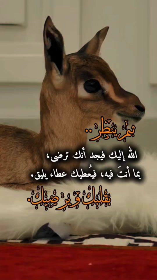 TikTok video thumbnail by o__alfaruq