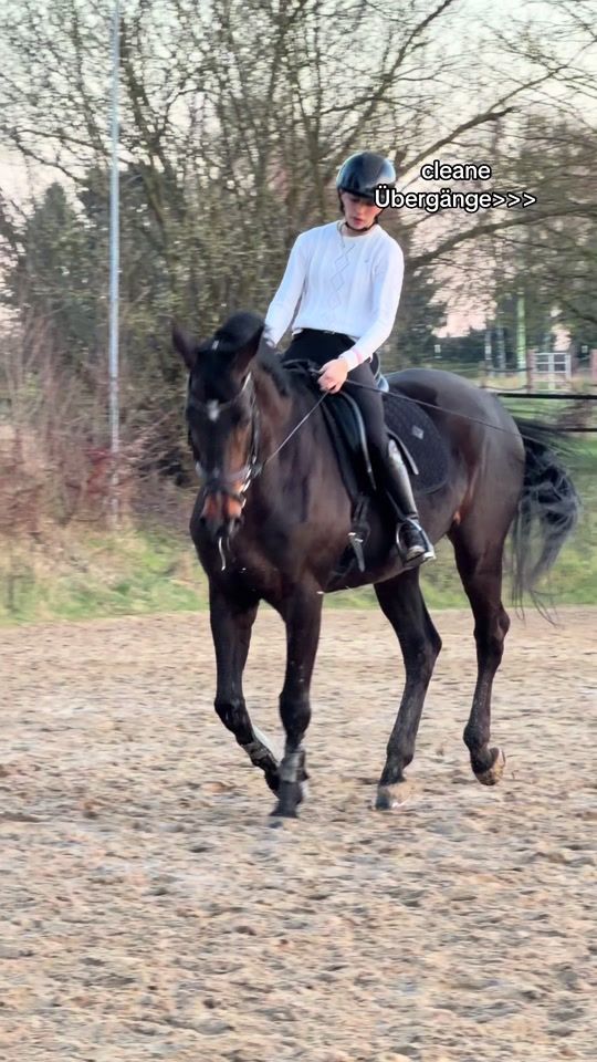 TikTok video thumbnail by gisella.equestrian