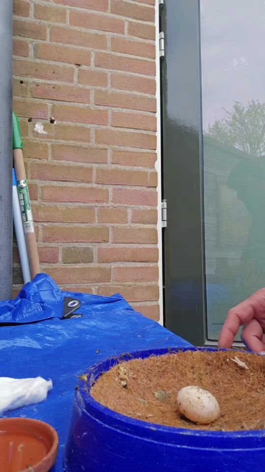 TikTok video thumbnail by kasemoo00