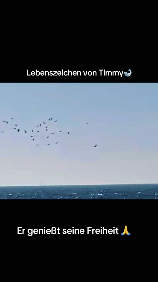 TikTok video thumbnail by tobi_ausgera