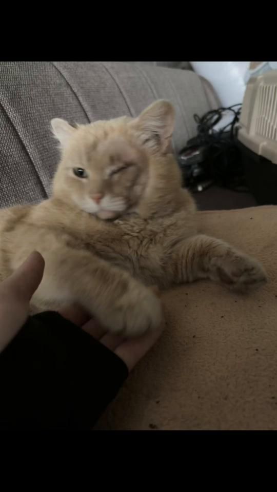 TikTok video thumbnail by ninakrausjagic