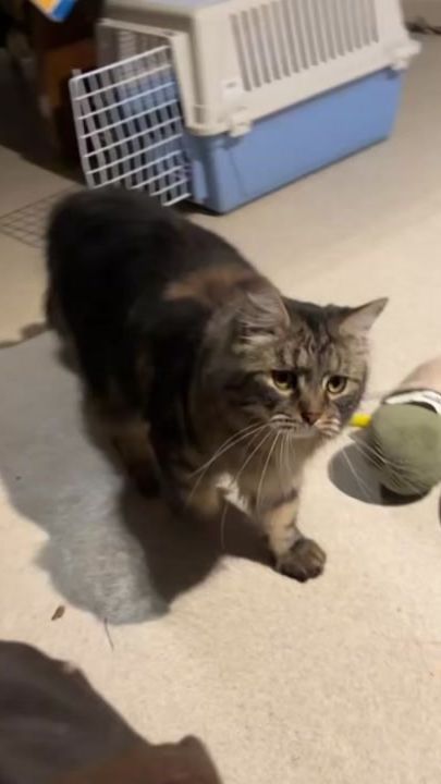 TikTok video thumbnail by animal_love_xxxx
