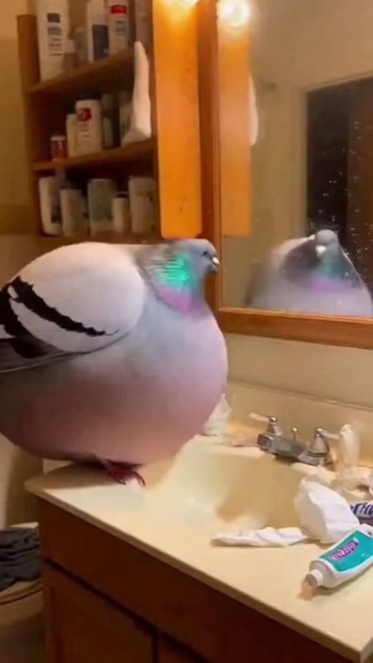 TikTok video thumbnail by whatdafriq_