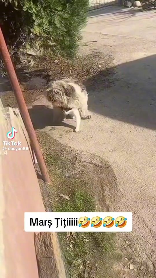TikTok video thumbnail by igorburca0