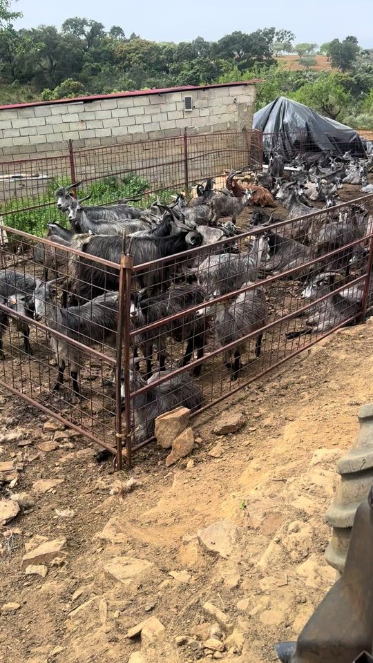 TikTok video thumbnail by nelsonpires83