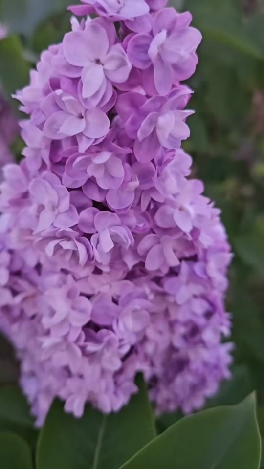 TikTok video thumbnail by alger16.be_
