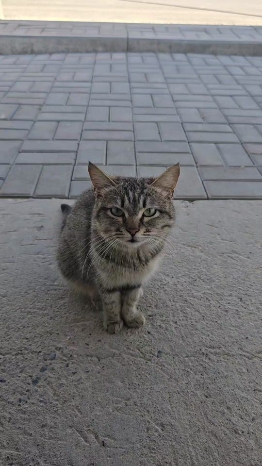 TikTok video thumbnail by dvg.404