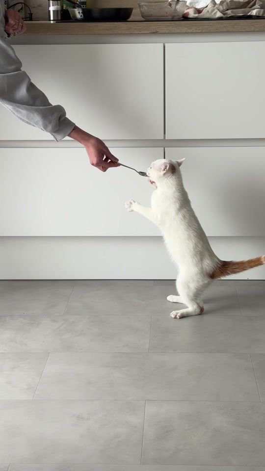 TikTok video thumbnail by sachakdk