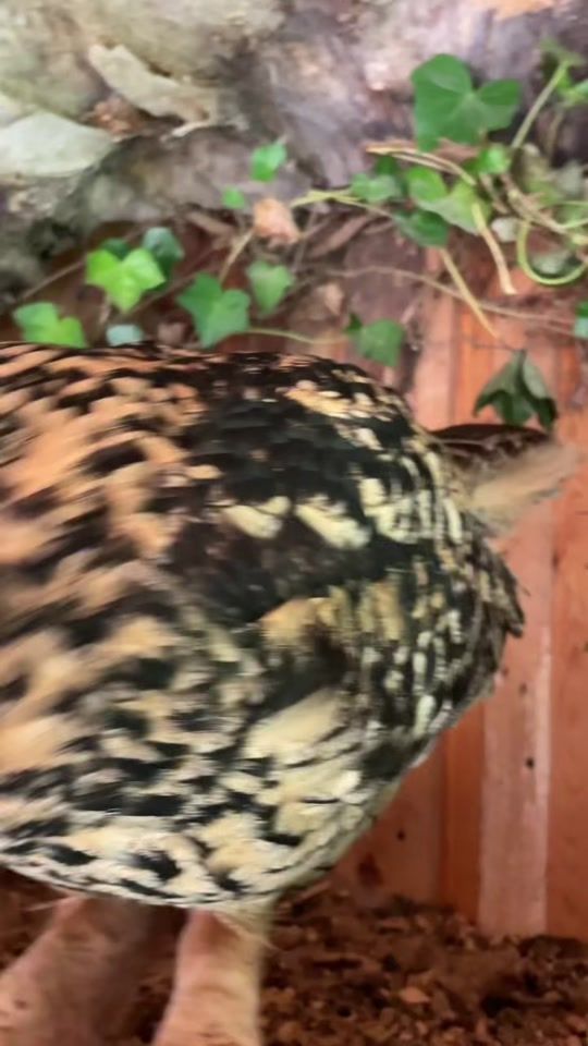 TikTok video thumbnail by owljaga