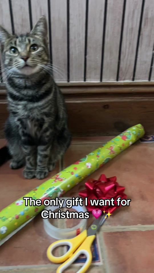 TikTok video thumbnail by thecomedycat