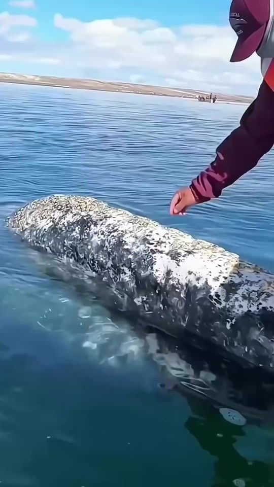 TikTok video thumbnail by xdeep_blue1