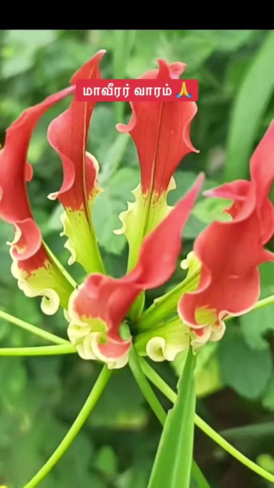 TikTok video thumbnail by thanojan14