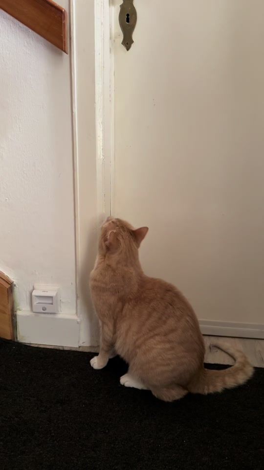 TikTok video thumbnail by mama_bee_thai_germany