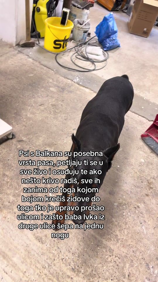 TikTok video thumbnail by reathedoberman