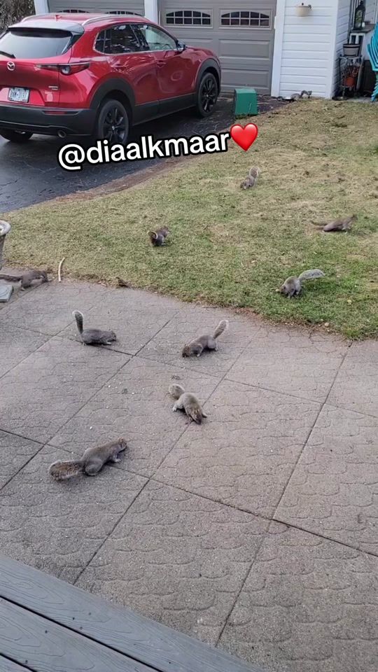 TikTok video thumbnail by diaalkmaar