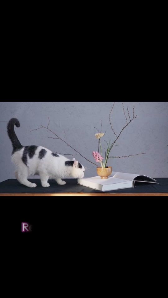 TikTok video thumbnail by reminder_allah1