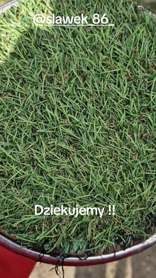 TikTok video thumbnail by owloftiktok