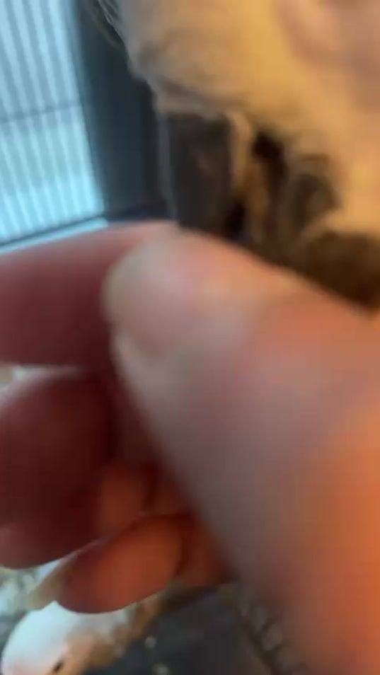 TikTok video thumbnail by ridha_jlw
