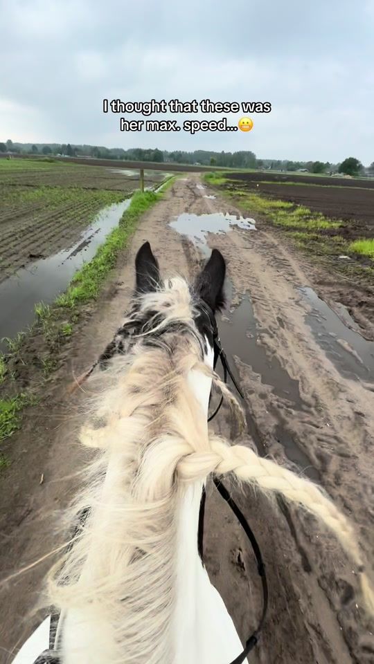 TikTok video thumbnail by maudvkollenburg.dressage