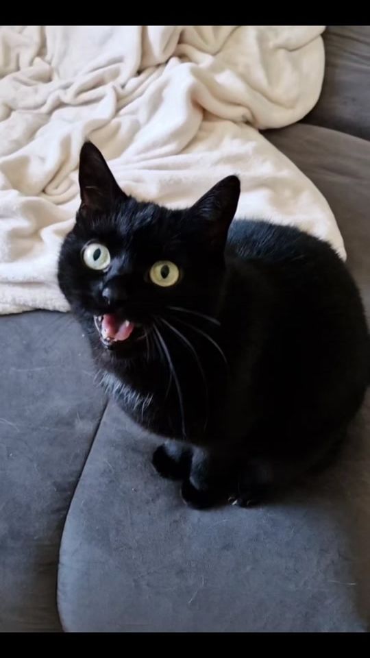 TikTok video thumbnail by marythecrazyheadcat