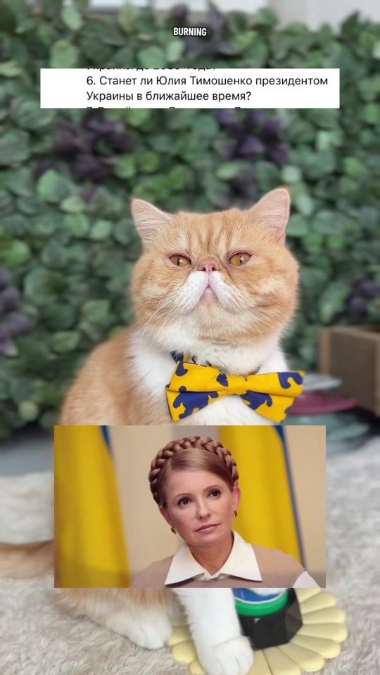 TikTok video thumbnail by hariton.cat