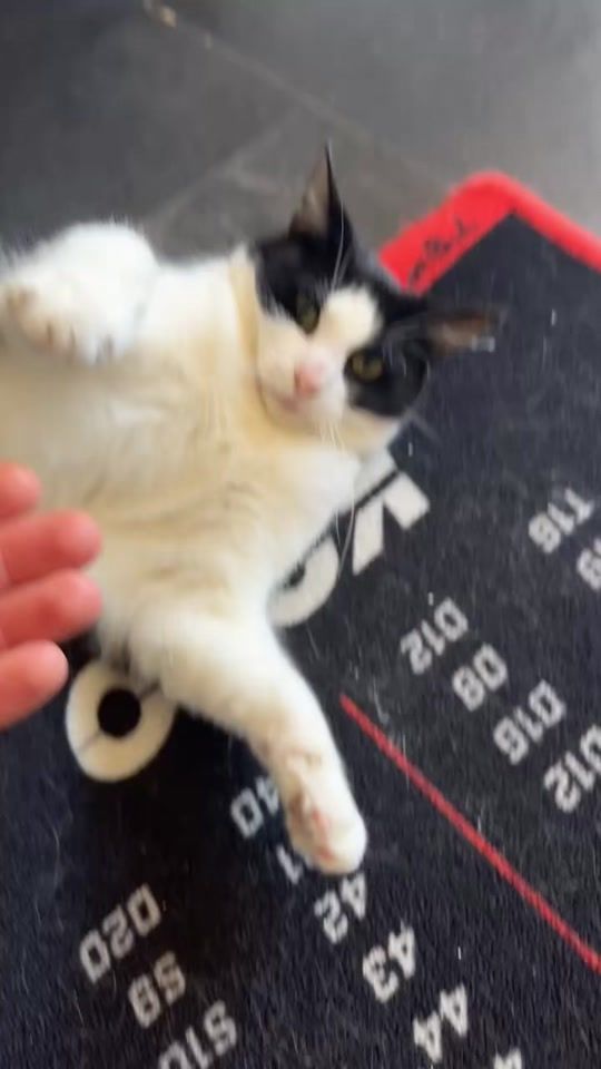TikTok video thumbnail by lucc_vdb