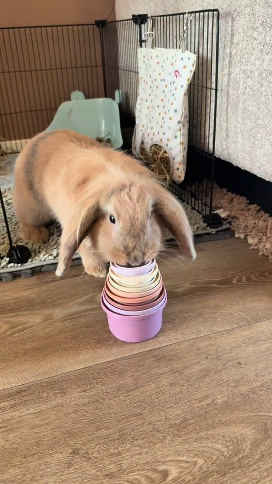 TikTok video thumbnail by asgilbert