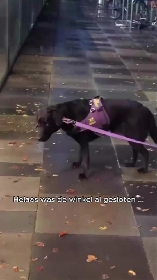 TikTok video thumbnail by petsplacenl