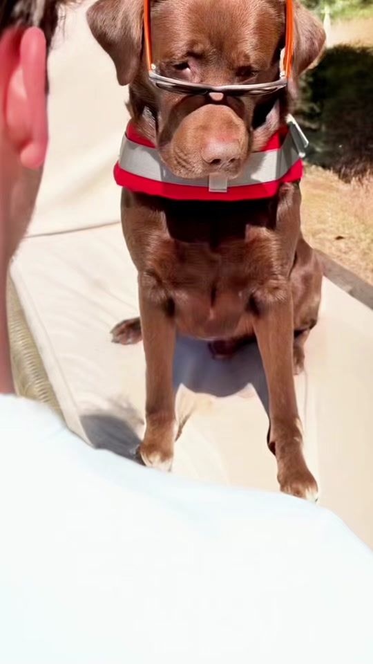 TikTok video thumbnail by sam_labrador