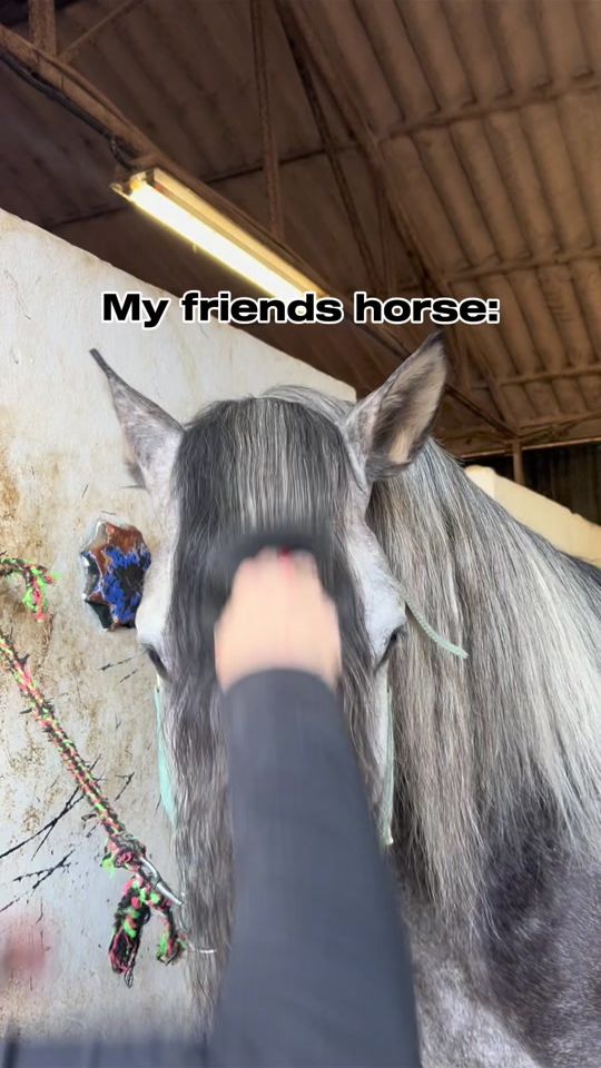 TikTok video thumbnail by myhorses_espana