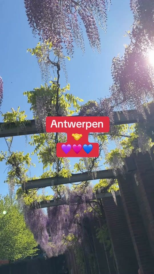 TikTok video thumbnail by stad_antwerpen