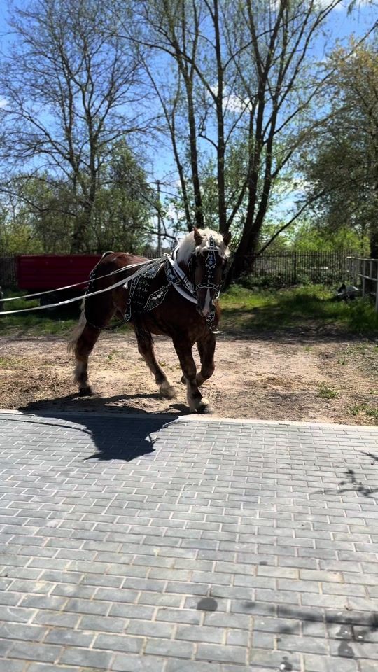 TikTok video thumbnail by fusiarz_horses