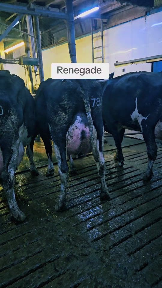 TikTok video thumbnail by redhouseholsteins