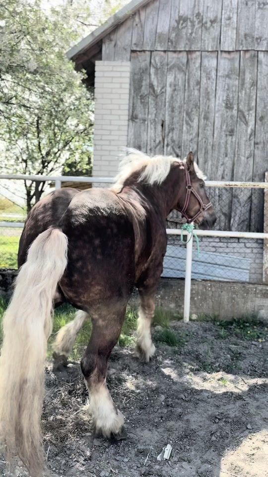TikTok video thumbnail by fusiarz_horses