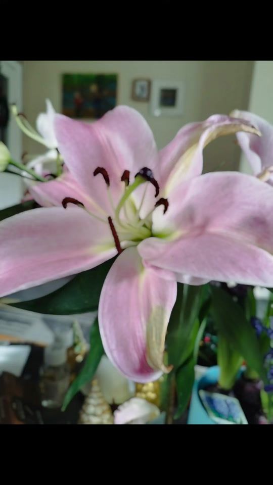 TikTok video thumbnail by leekier3