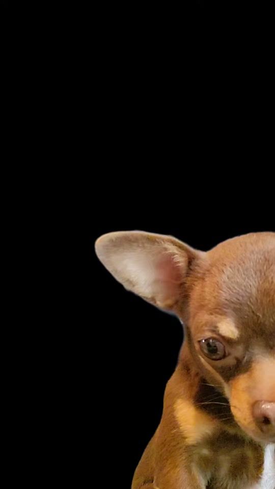 TikTok video thumbnail by lilithechihuahua