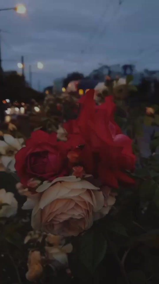 TikTok video thumbnail by rajabbutt_1214