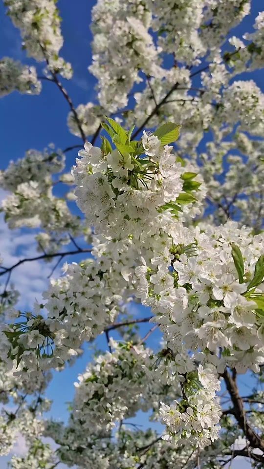 TikTok video thumbnail by nerminhodzic